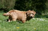 NORFOLK TERRIER 050